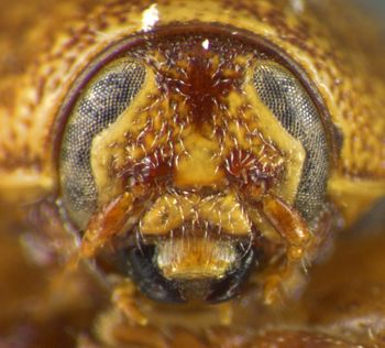 Media type: image;   Entomology 23603 Aspect: head frontal view